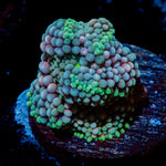 Pinky Ricordea Mushroom Coral with mushroom disc in reef aquarium