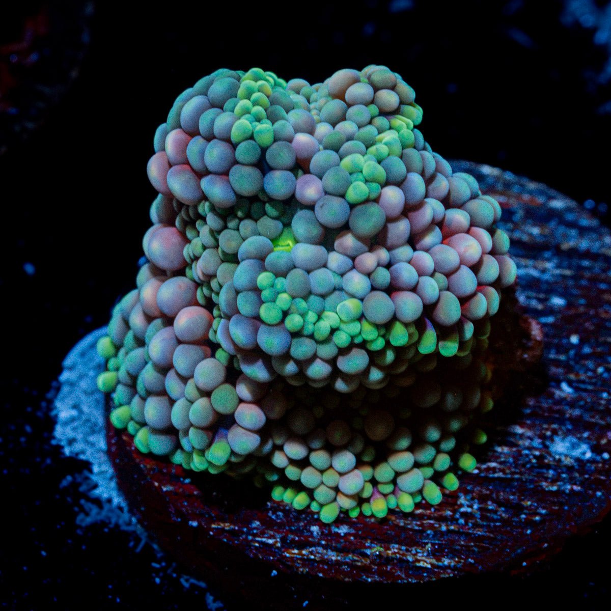 Pinky Ricordea Mushroom Coral with mushroom disc in reef aquarium