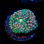 Pinky Ricordea Mushroom Coral with mushroom disc in reef aquarium