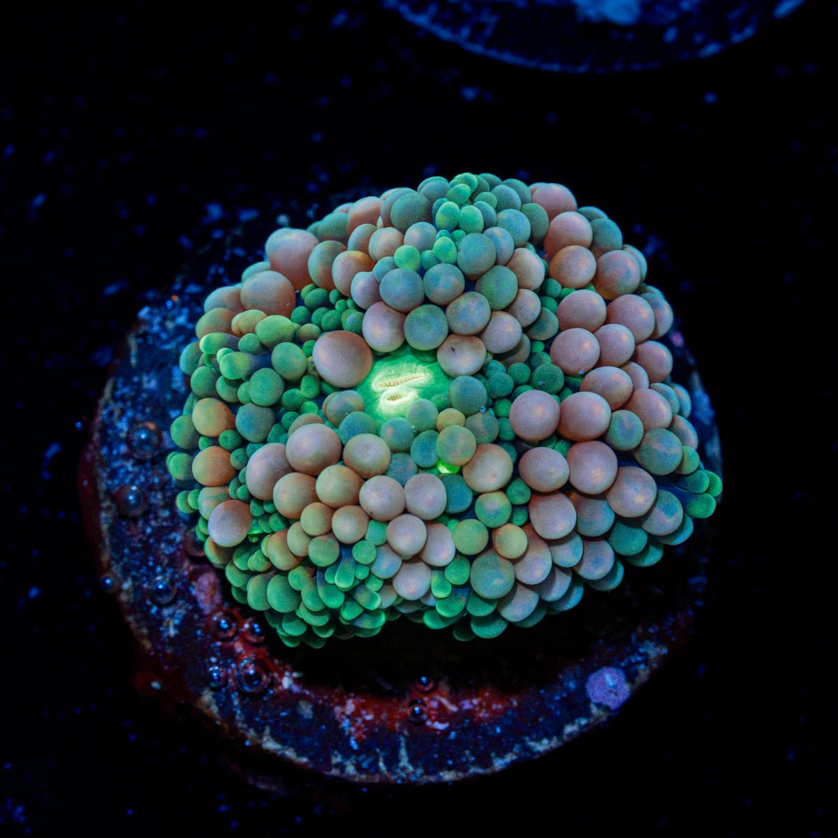 Pinky Ricordea Mushroom Coral with mushroom disc in reef aquarium