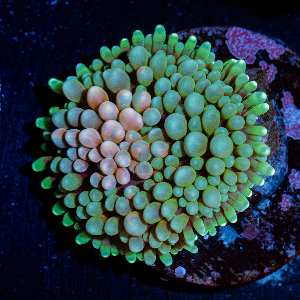 Pinky Ricordea Mushroom Coral with mushroom disc in reef aquarium