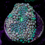 Pinky Ricordea Mushroom Coral with mushroom disc in reef aquarium