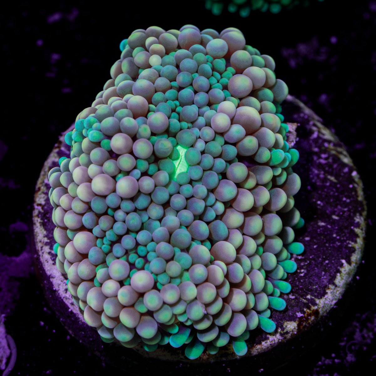 Pinky Ricordea Mushroom Coral with mushroom disc in reef aquarium