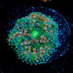 Pinky Ricordea Mushroom Coral with mushroom disc in reef aquarium