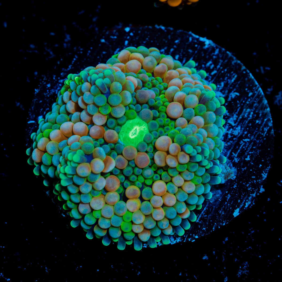 Pinky Ricordea Mushroom Coral with mushroom disc in reef aquarium