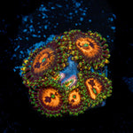 Piranha Plant Zoanthid Coral with colony growth in reef aquarium
