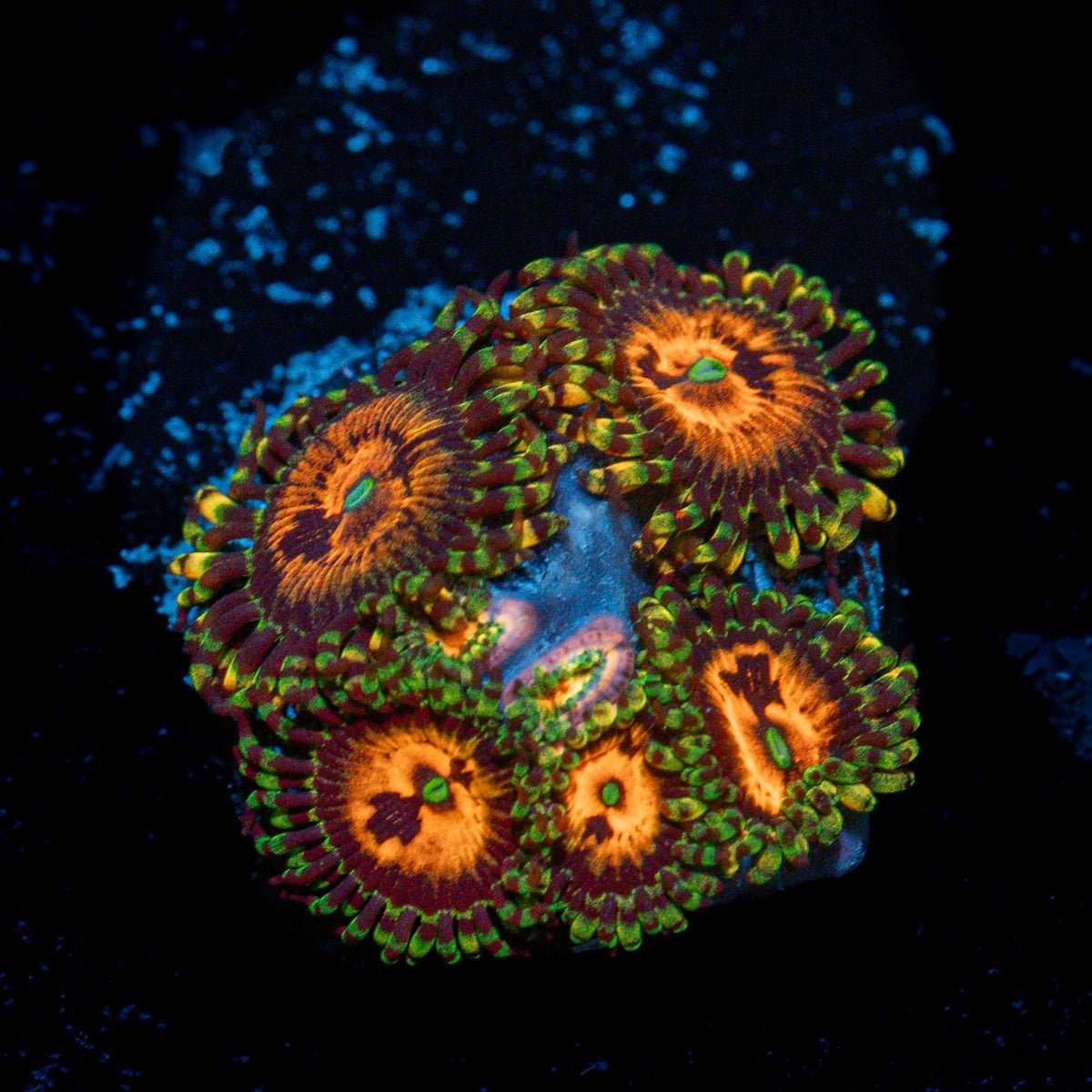 Piranha Plant Zoanthid Coral with colony growth in reef aquarium