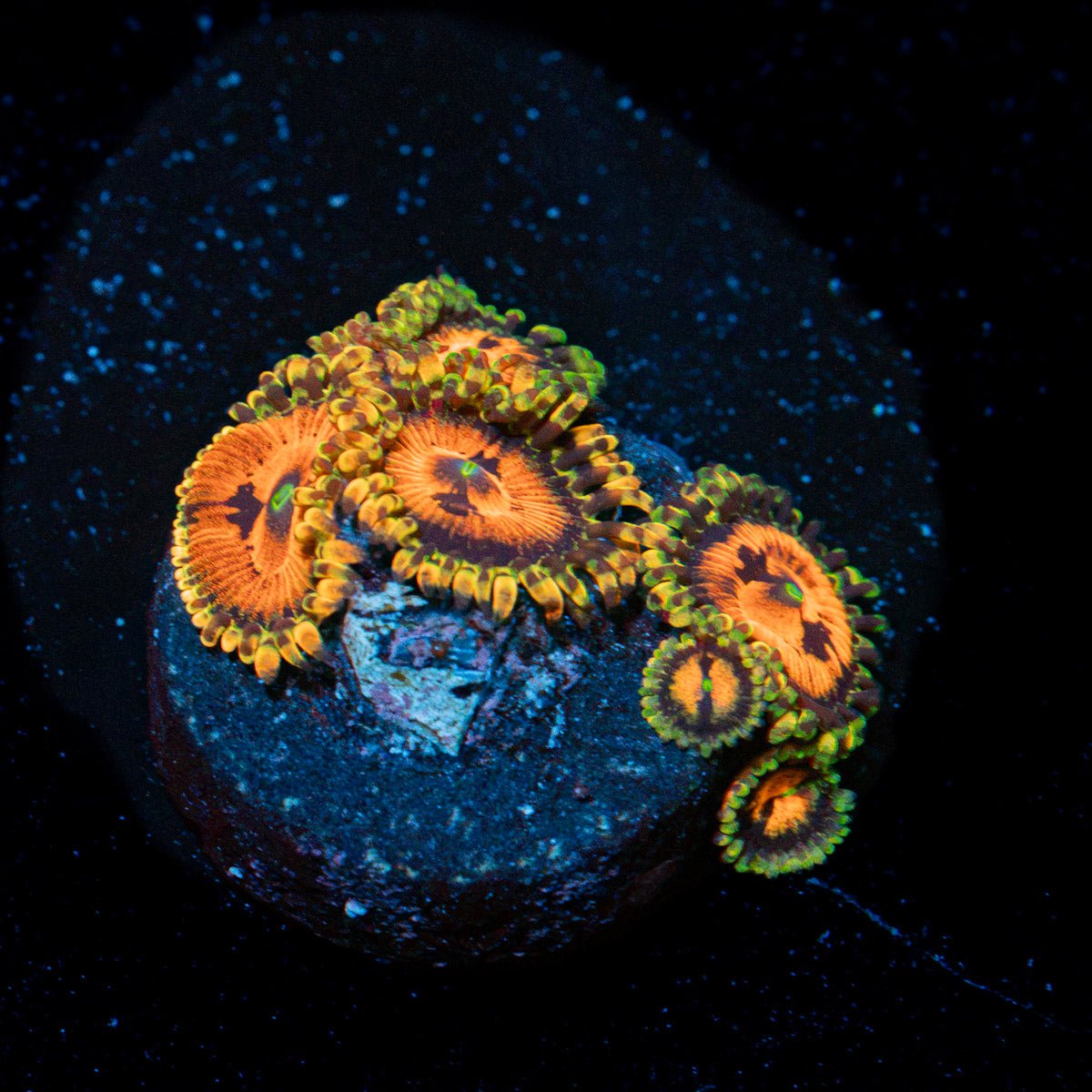 Piranha Plants Zoanthid Coral colony growth in reef aquarium