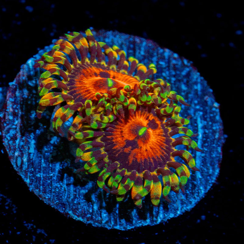 Piranha Plants Zoanthid Coral colony growth in reef aquarium