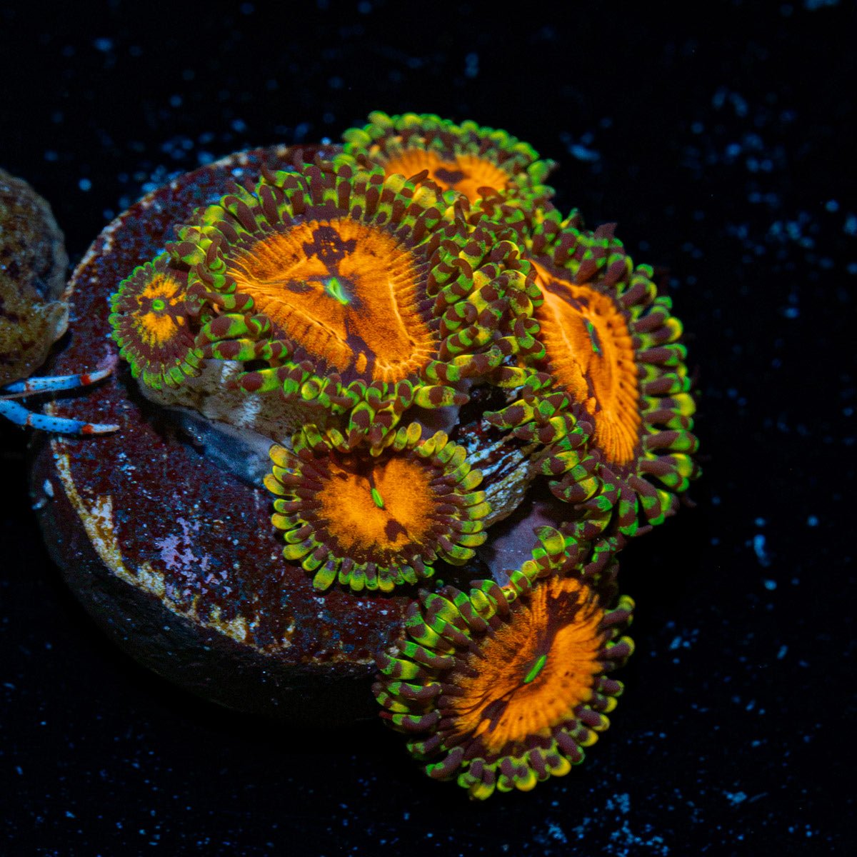 Piranha Plants Zoanthid Coral colony growth in reef aquarium