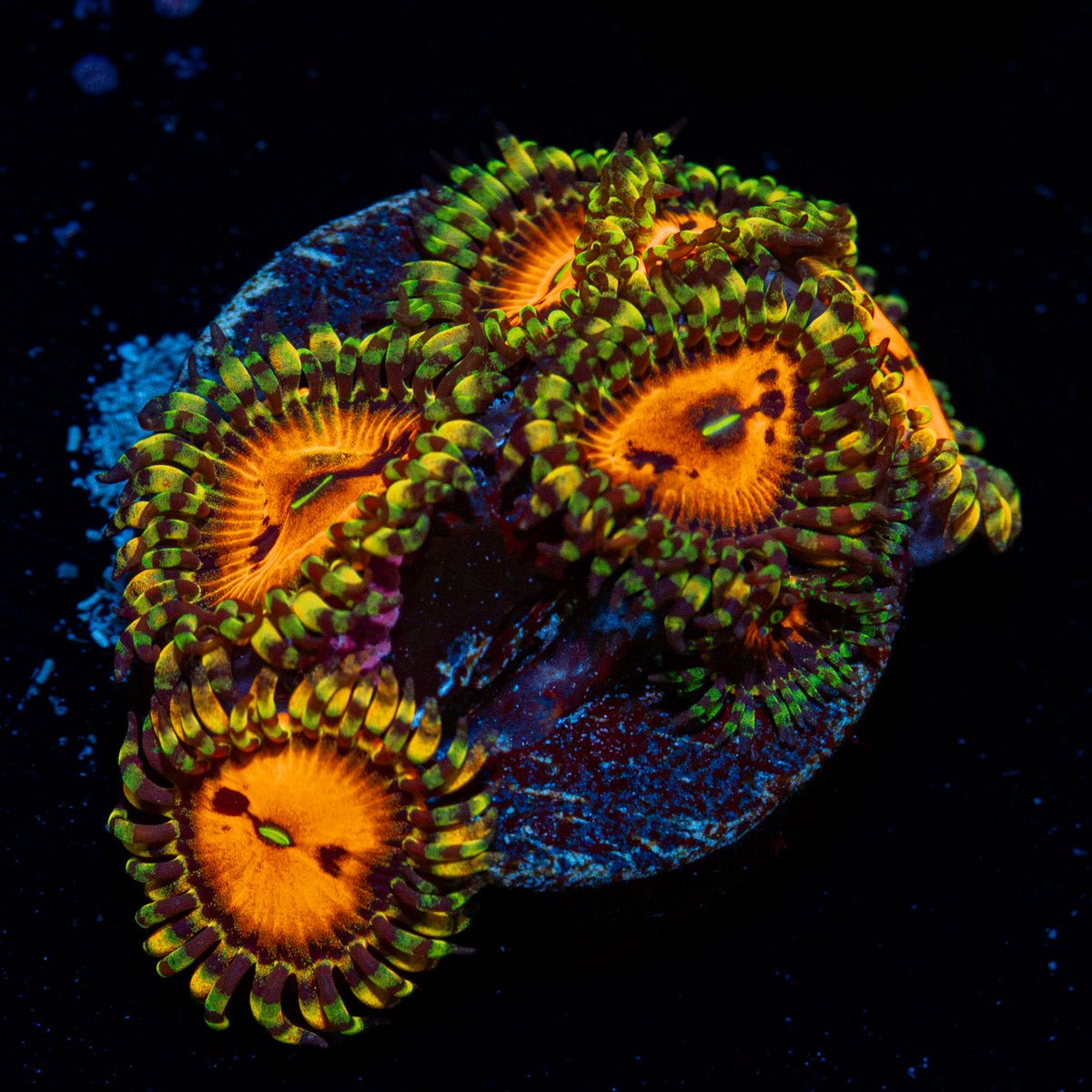 Piranha Plants Zoanthid Coral colony growth in reef aquarium