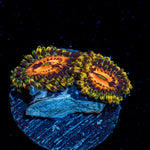 Piranha Plants Zoanthid Coral colony growth in reef aquarium