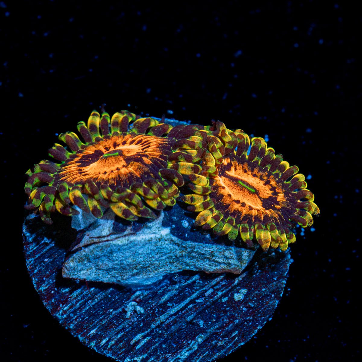 Piranha Plants Zoanthid Coral colony growth in reef aquarium
