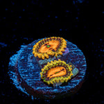 Piranha Plants Zoanthid Coral colony growth in reef aquarium