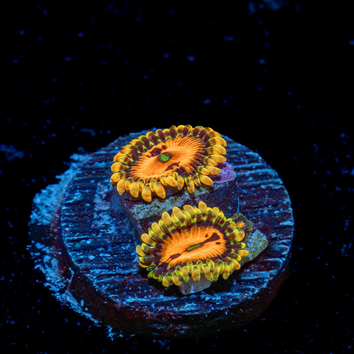 Piranha Plants Zoanthid Coral colony growth in reef aquarium