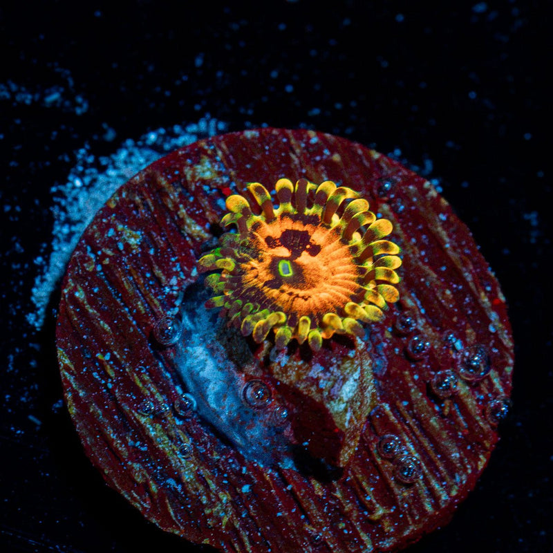 Piranha Plants Zoanthid Coral colony growth in reef aquarium