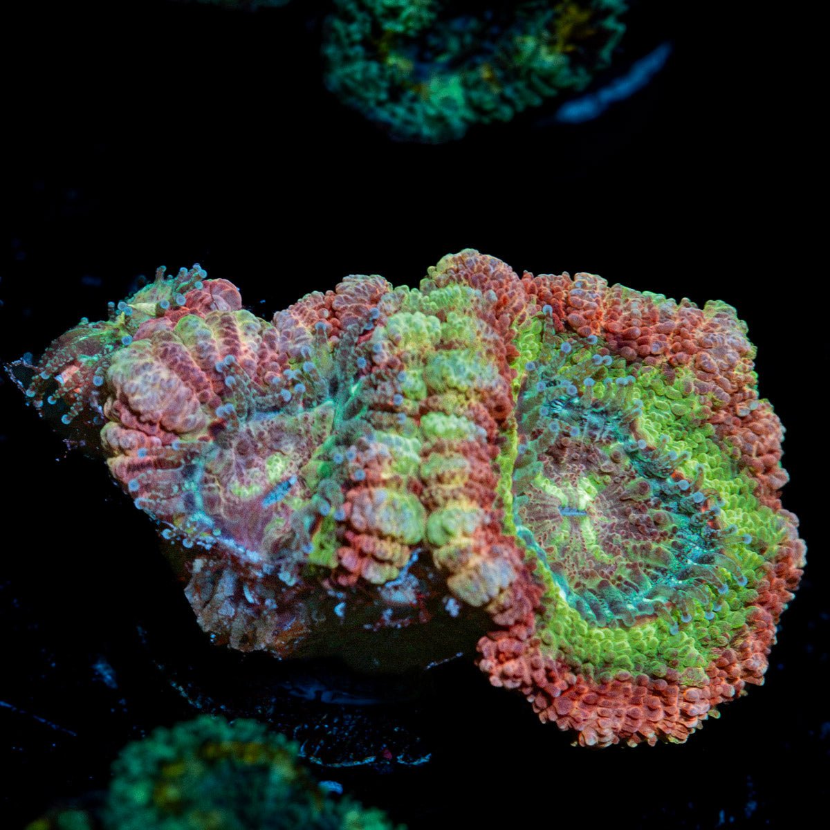 Pirate Hunter Asian acan coral with fleshy polyps in reef aquarium