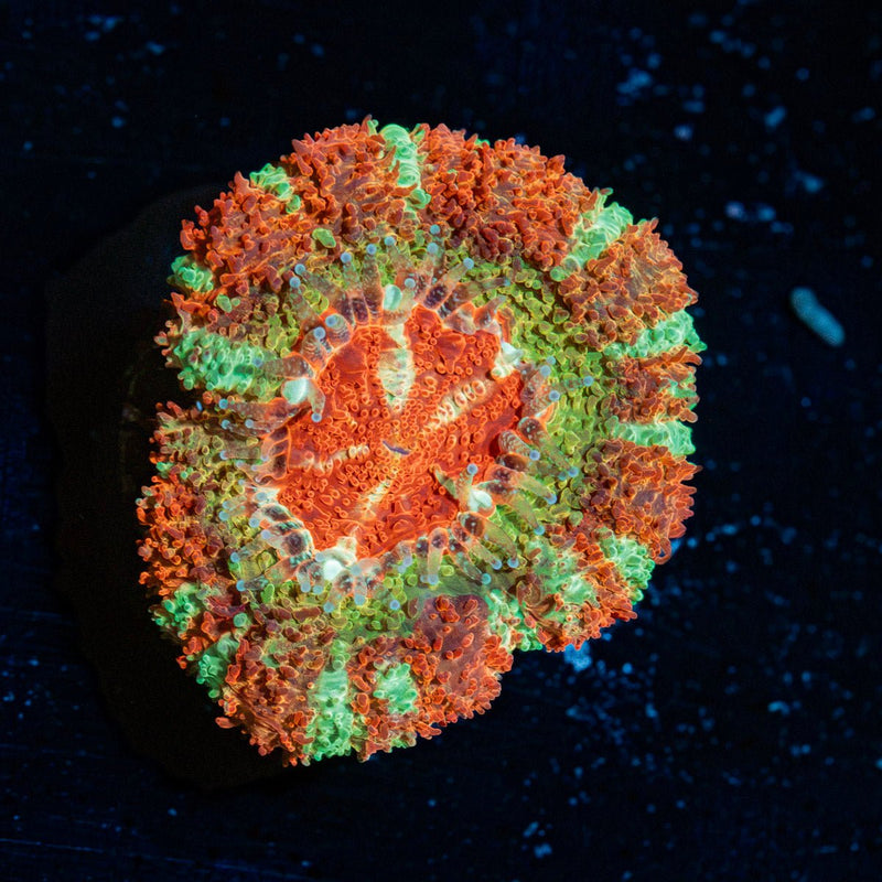 Pirate Hunter asian acan coral with fleshy polyps in reef aquarium