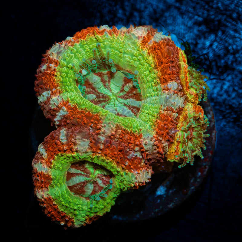 Pirate Hunter Asian Acan Coral with fleshy polyps in reef aquarium