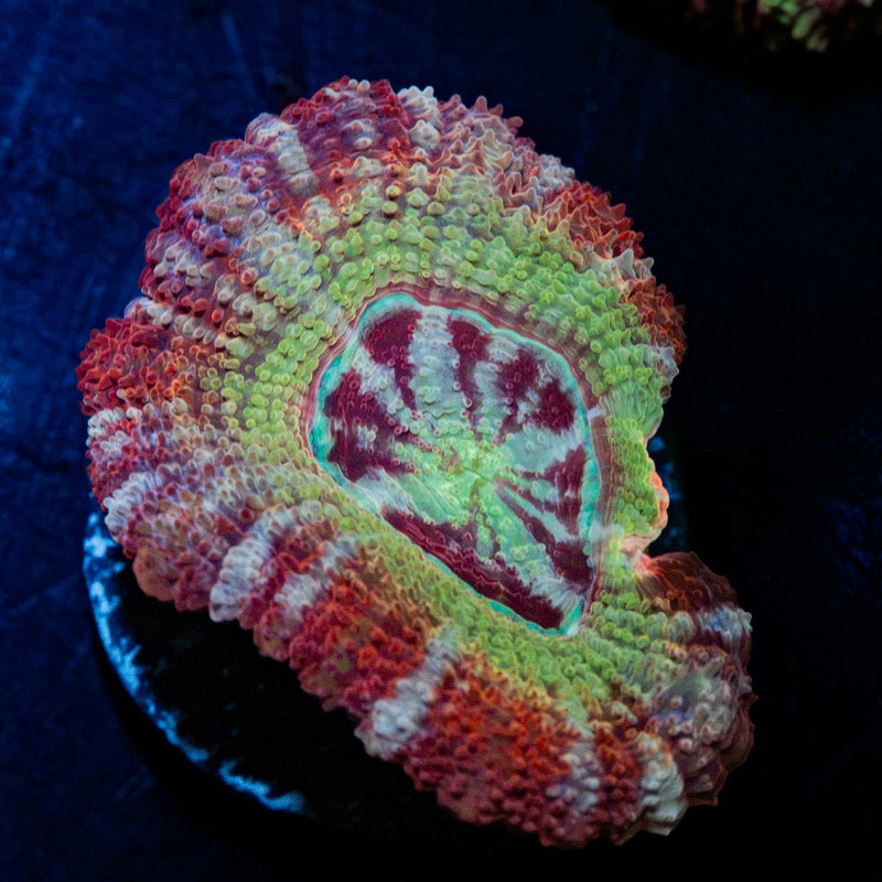 Pirate Hunter Asian Acan Coral with fleshy polyps in reef aquarium