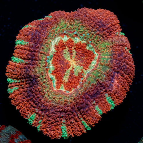 Pirate Hunter Asian Acan Coral