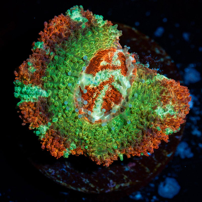 Pirate Hunter Asian Acan Coral with fleshy polyps in reef aquarium