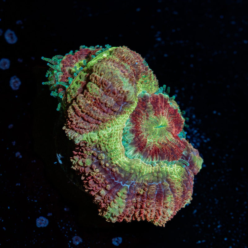 Pirate Hunter Asian Acan Coral with fleshy polyps in reef aquarium