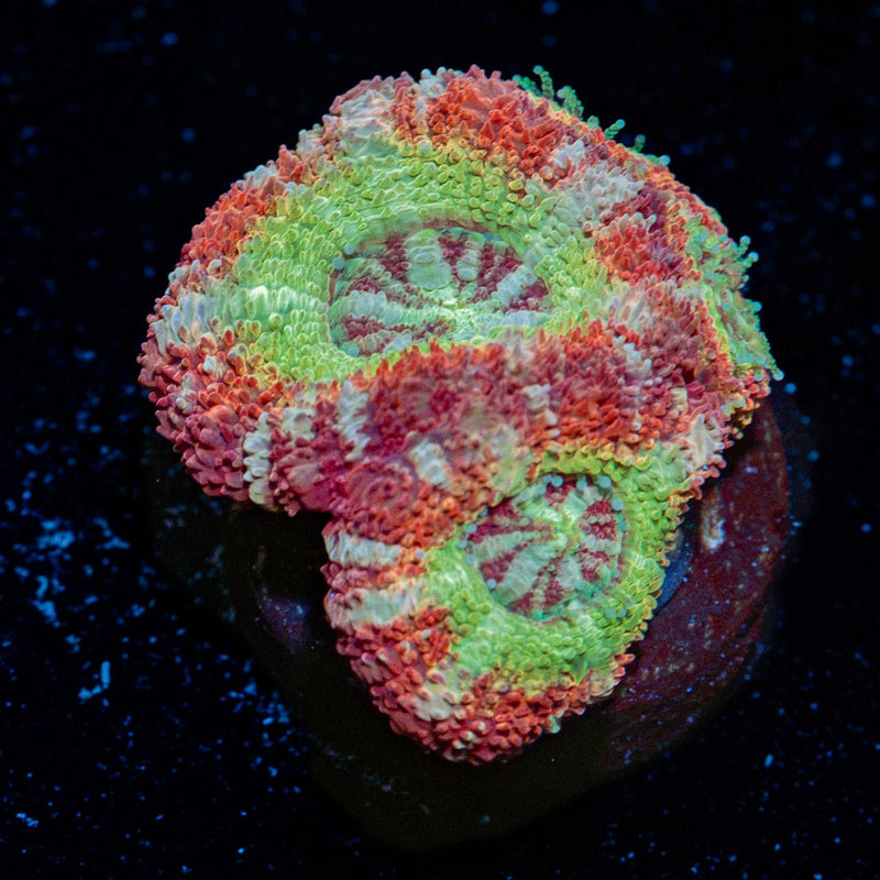 Pirate Hunter Asian Acan Coral with fleshy polyps in reef aquarium