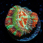 Pirate Hunter Asian Acan Coral with fleshy polyps in reef aquarium