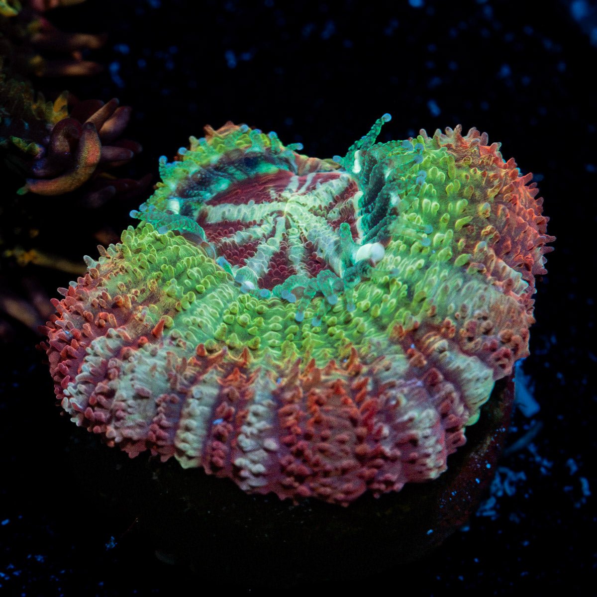 Pirate Hunter Asian Acan Coral with fleshy polyps in reef aquarium