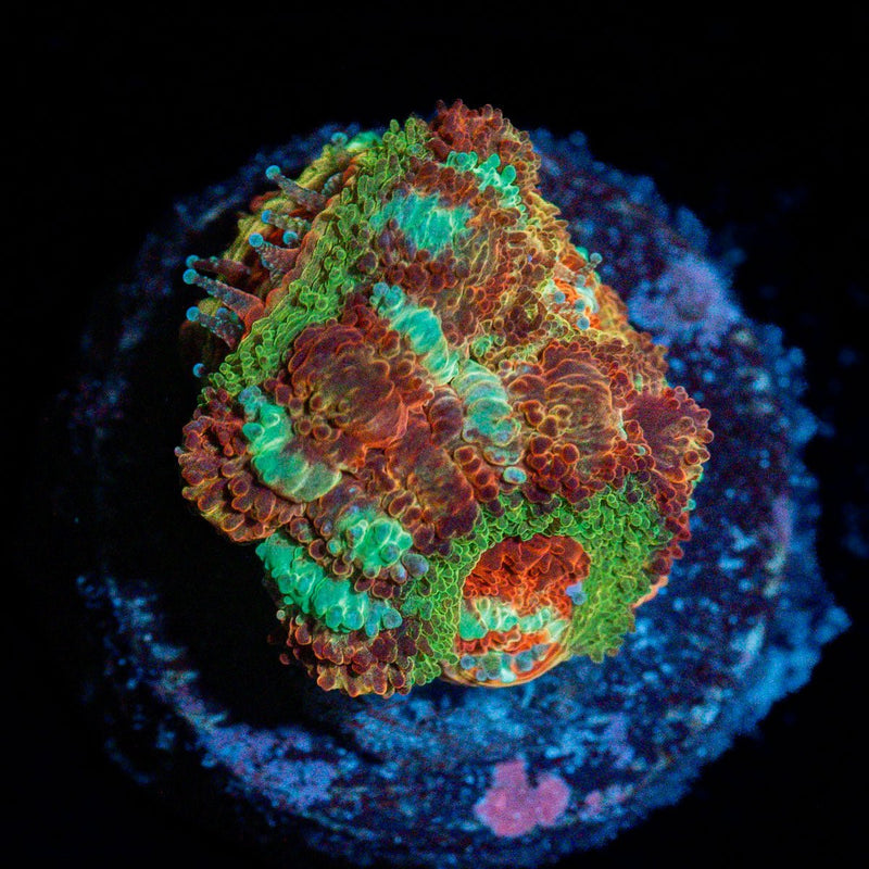 Pirate Hunter Asian Acan Coral with fleshy polyps in reef aquarium