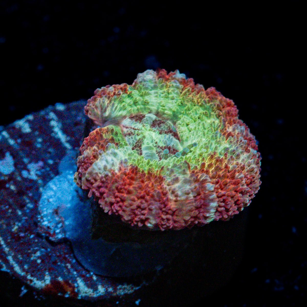 Pirate Hunter Asian Acan Coral with fleshy polyps in reef aquarium