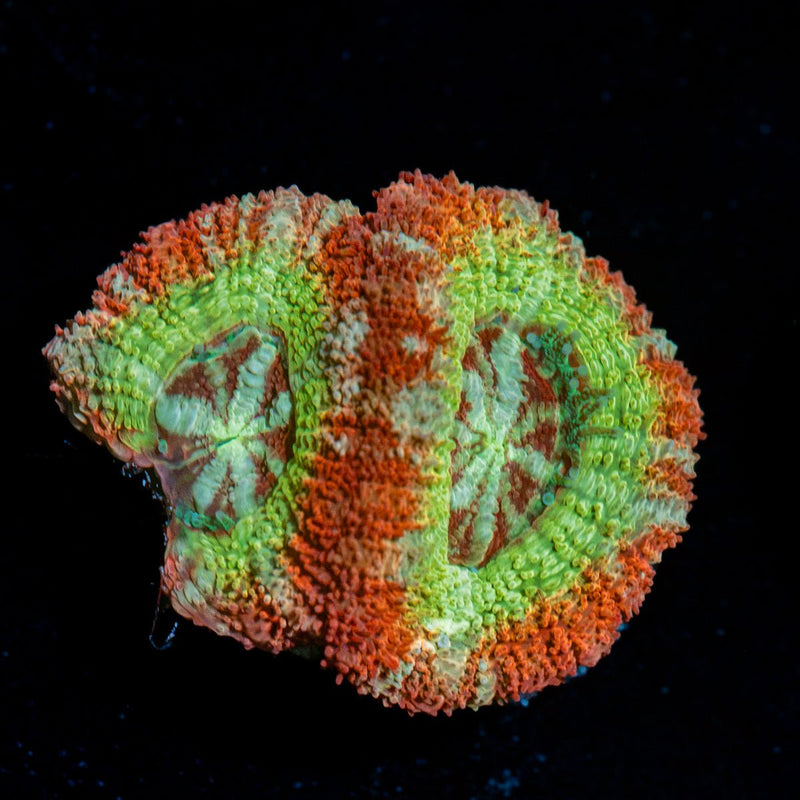 Pirate Hunter Rainbow Acan Coral with fleshy polyps in reef aquarium