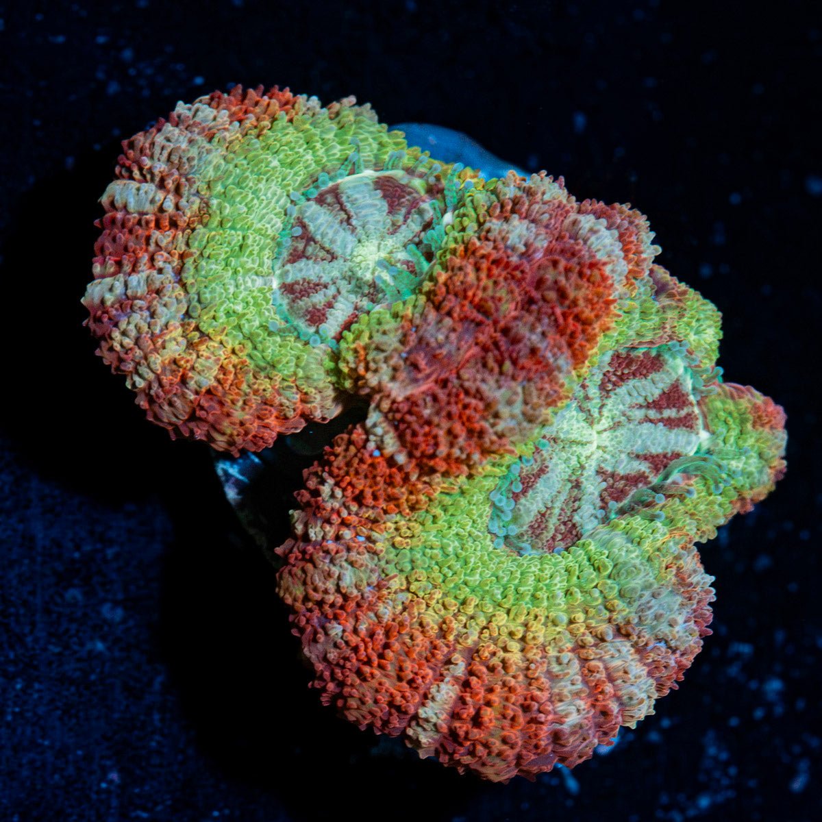 Pirate Hunters Acan Coral with fleshy polyps in reef aquarium