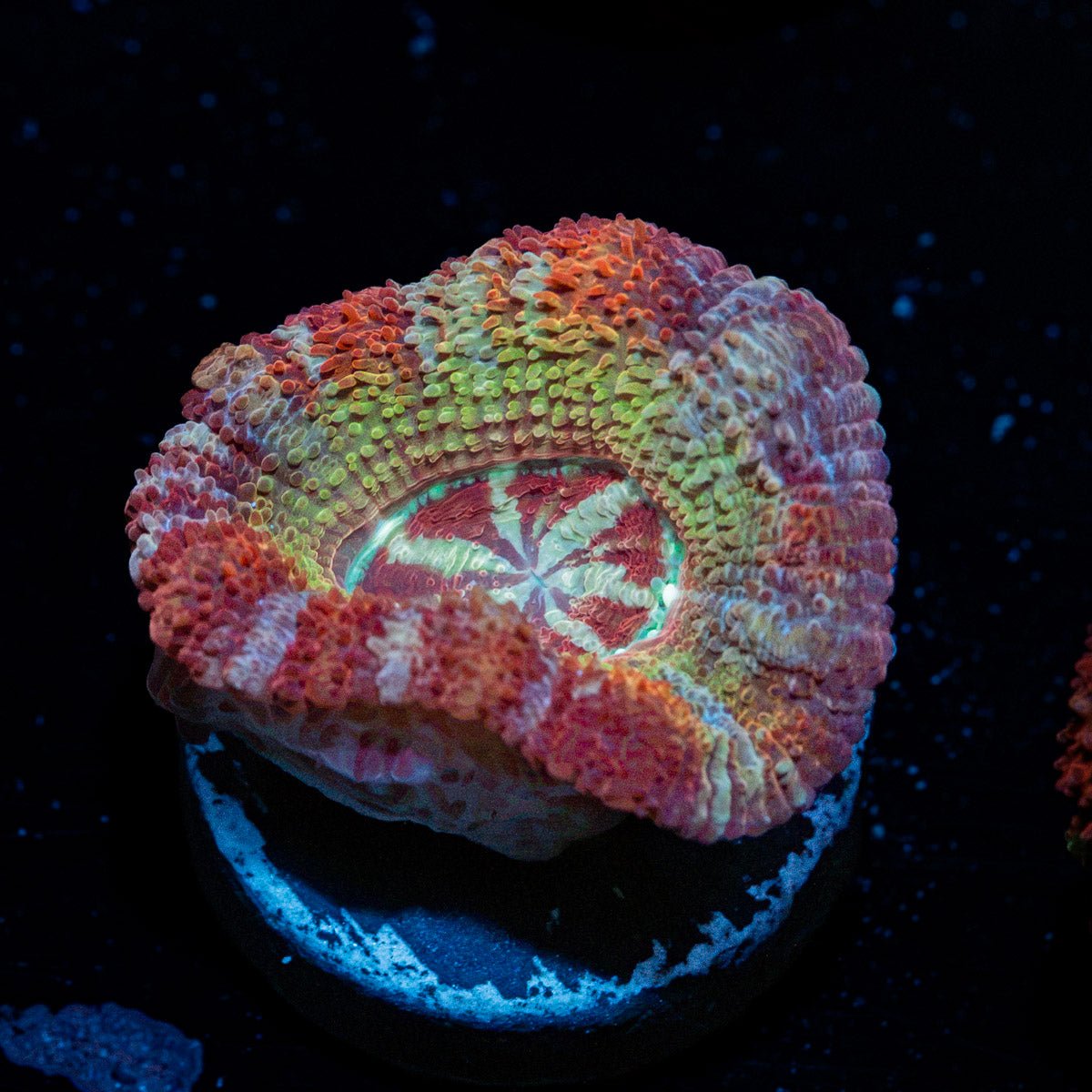 Pirate Hunters Asian Acan coral with fleshy polyps in reef aquarium