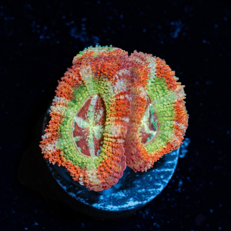 Pirate Hunters Asian Acan coral with fleshy polyps in reef aquarium