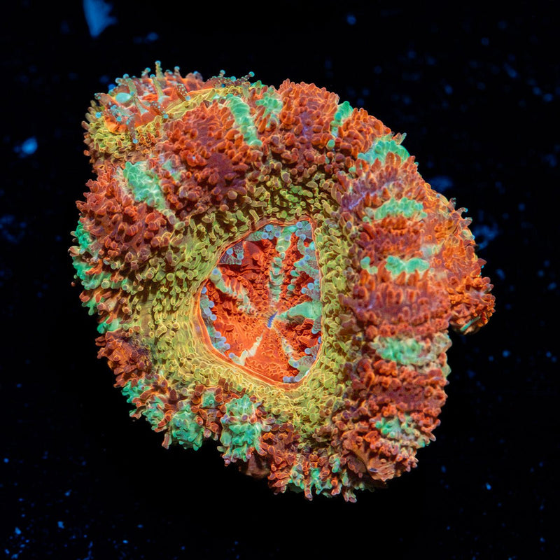 Pirate Hunters Asian Acan coral with fleshy polyps in reef aquarium