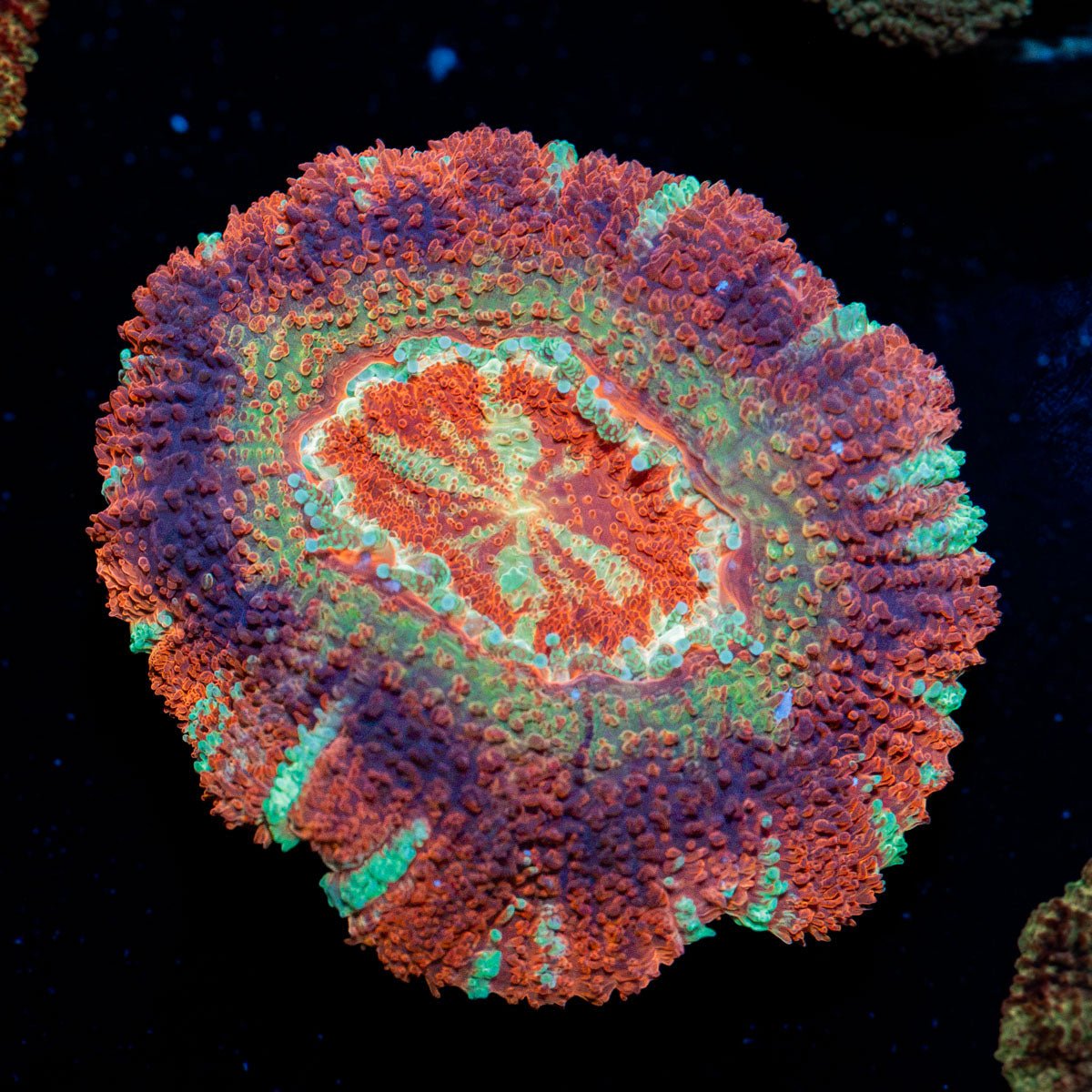Pirate Hunters Asian Acan coral with fleshy polyps in reef aquarium