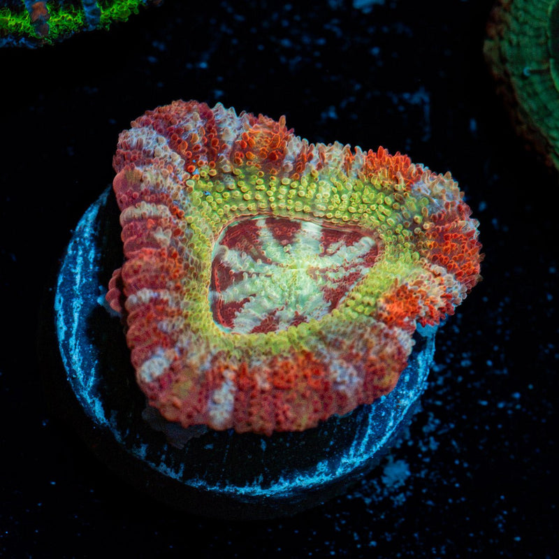 Pirate Hunters Asian Acan coral with fleshy polyps in reef aquarium