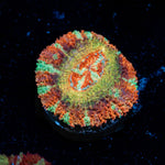 Pirate Hunters Asian Acan coral with fleshy polyps in reef aquarium