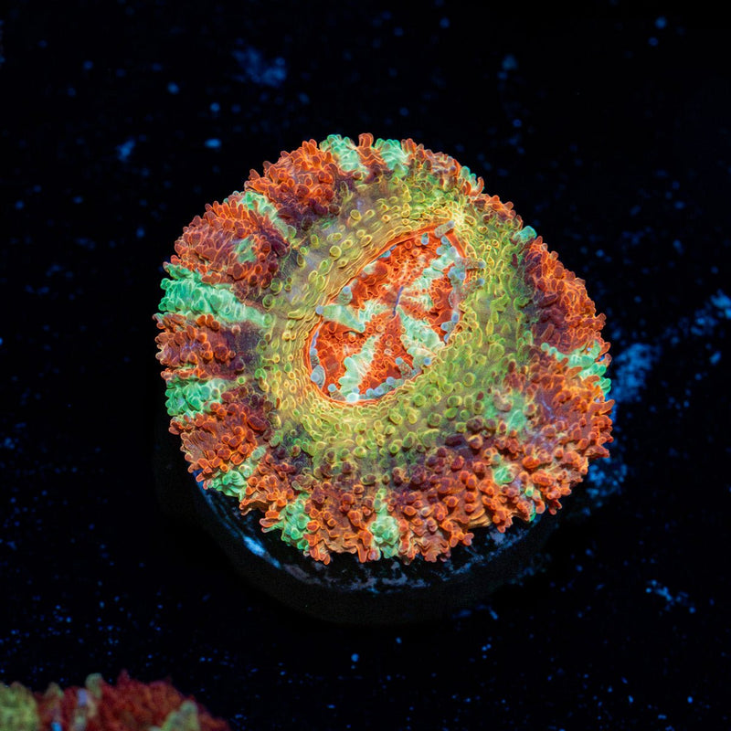 Pirate Hunters Asian Acan coral with fleshy polyps in reef aquarium