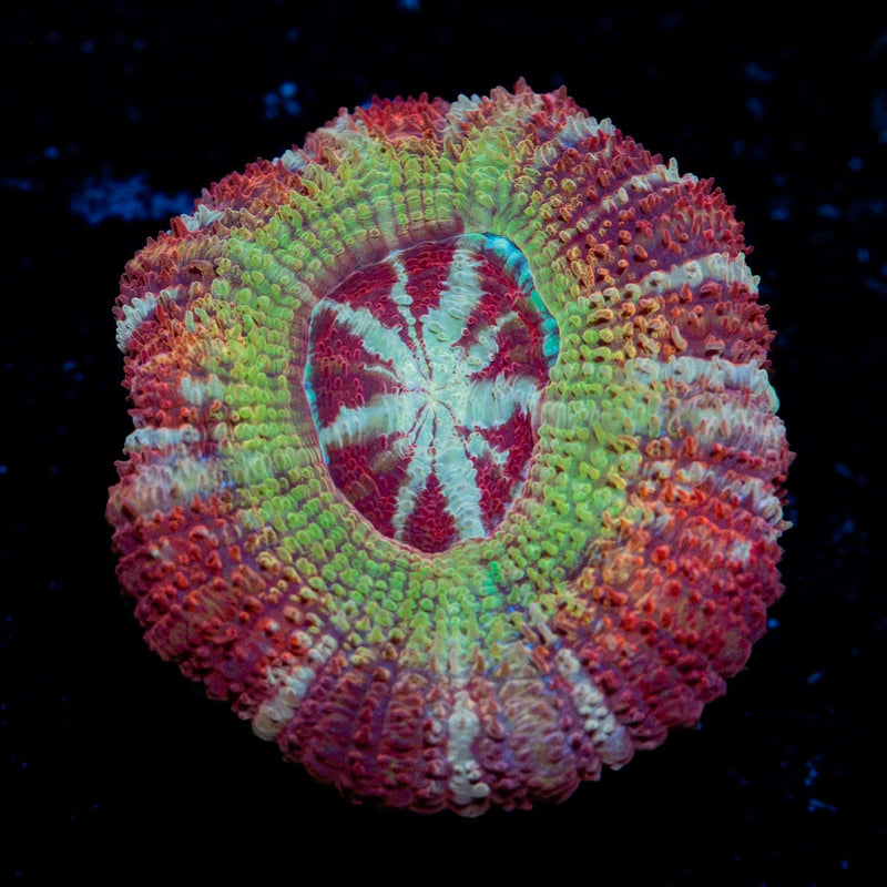 Pirates Hunter Asian Acan Coral