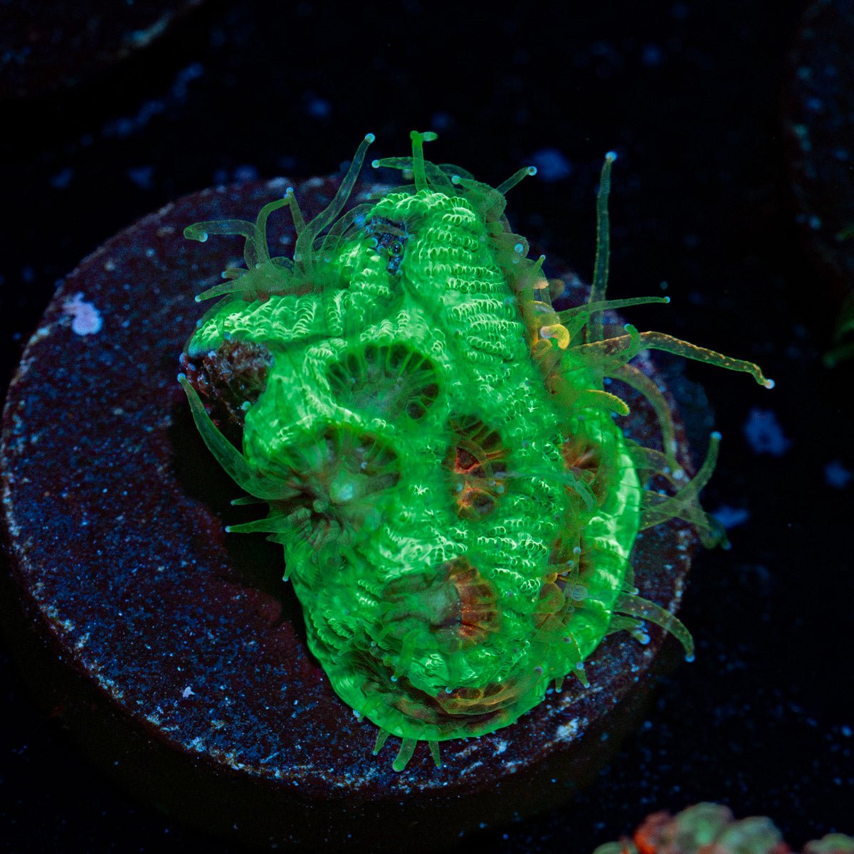 Poison Dart Frog Favia with encrusting growth in reef aquarium