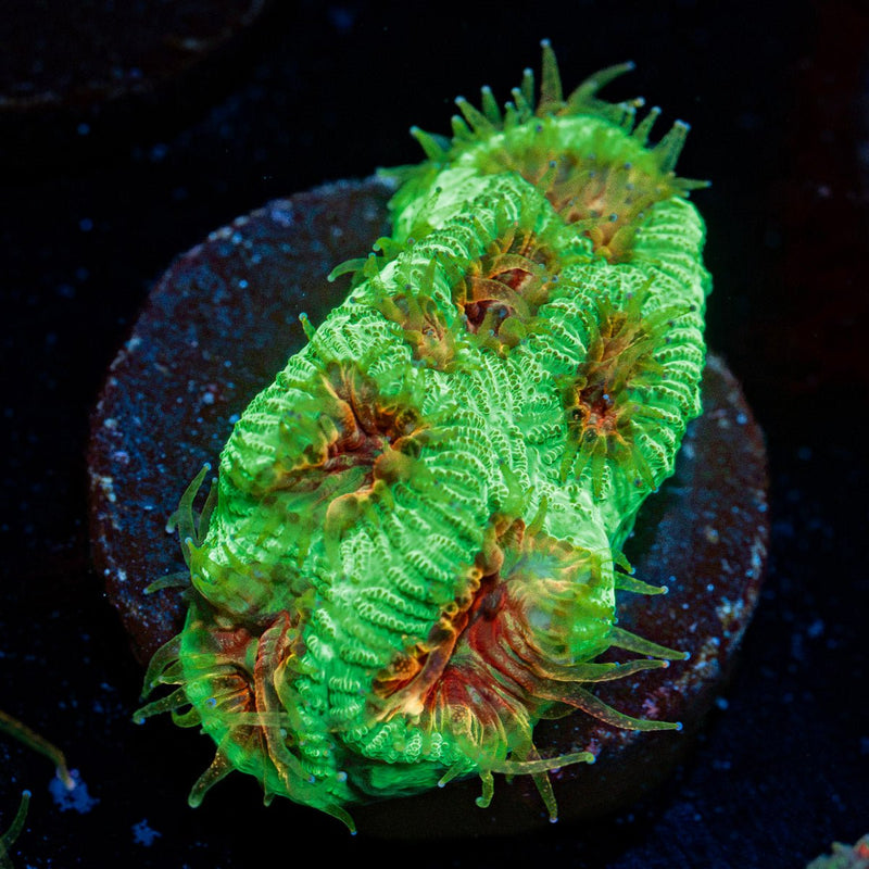 Poison Dart Frog Favia Coral