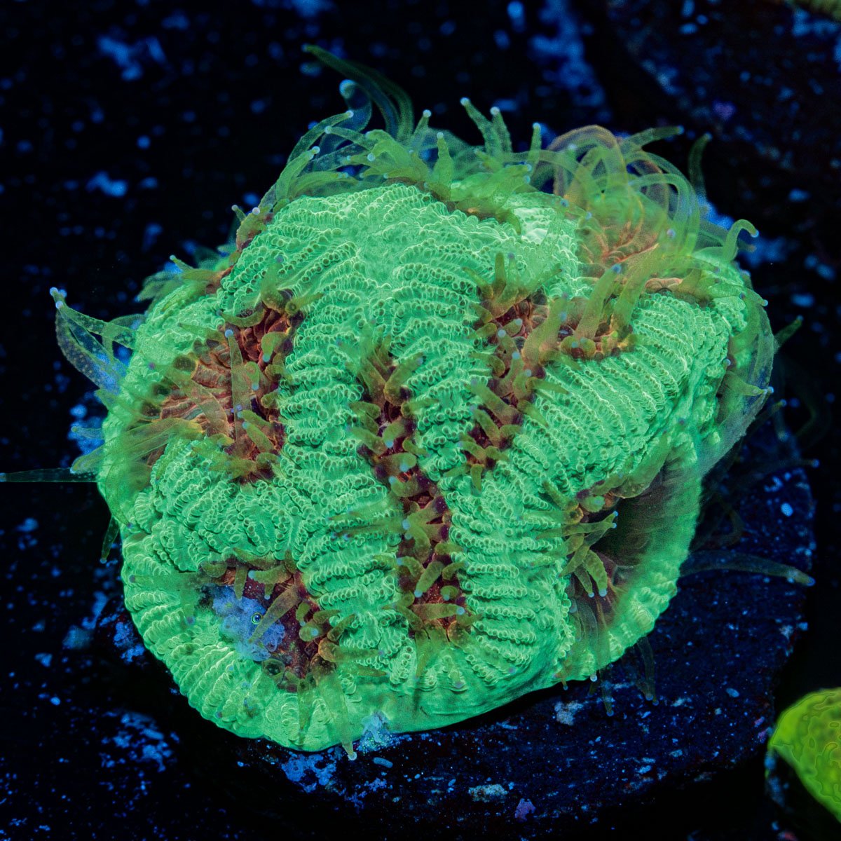 Poison Dart Frog Favia Coral with encrusting growth in reef aquarium