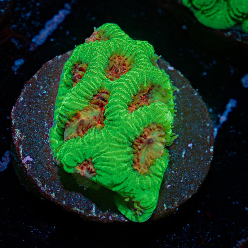 Poison Dart Frog Favia Coral with encrusting growth in reef aquarium