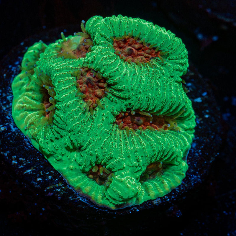 Poison Dart Frog Favia Coral with encrusting growth in reef aquarium