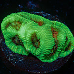 Poison Dart Frog Favia Coral with encrusting growth in reef aquarium