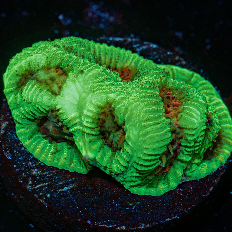 Poison Dart Frog Favia Coral with encrusting growth in reef aquarium