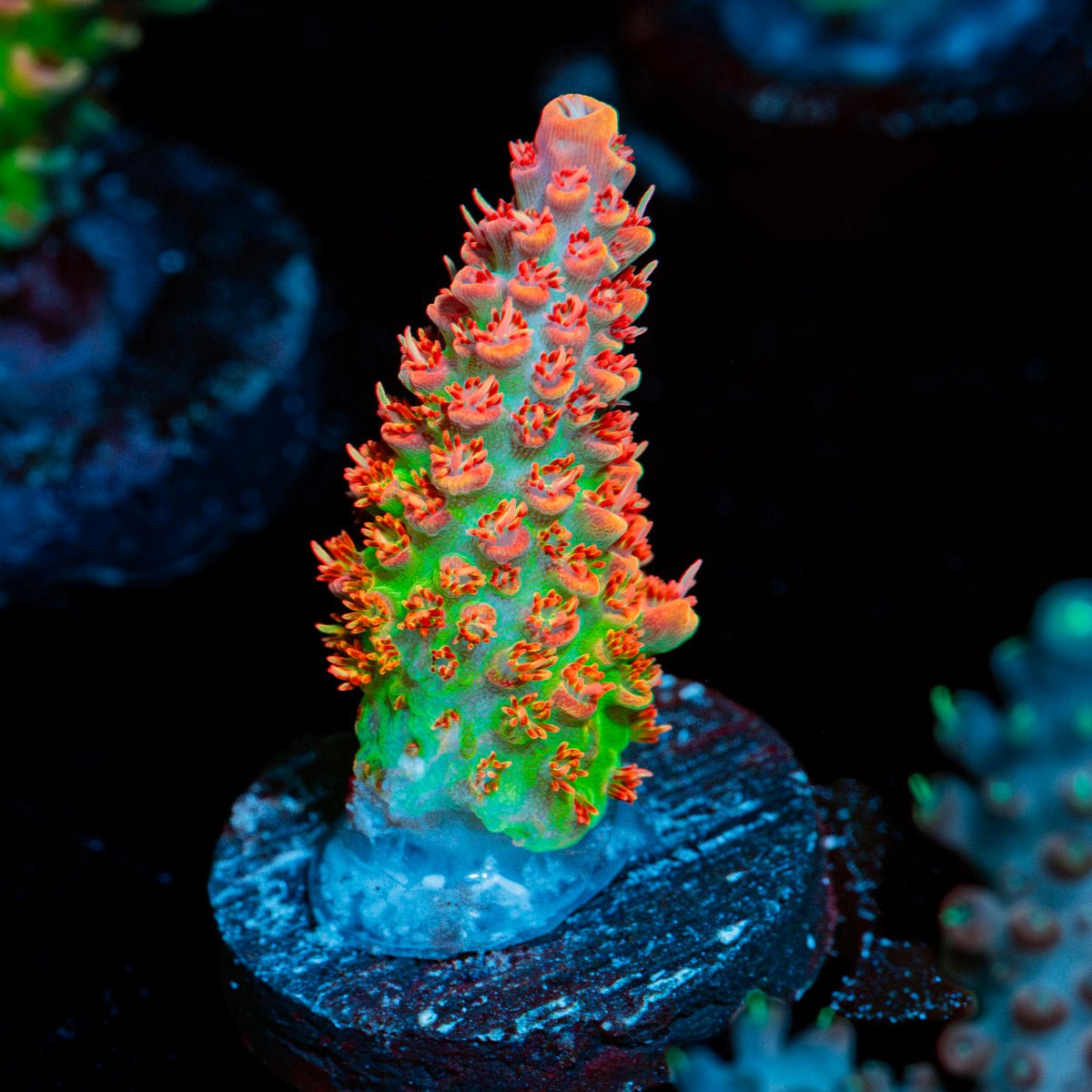 Princess Peach Acropora Coral with branching growth in reef aquarium